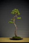2009 bonsai